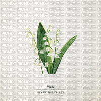 Background Lily of the Valley - GIF animado grátis