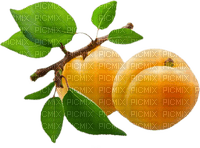 fruit apricots bp - png ฟรี