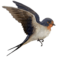 hirondelle - 免费PNG