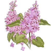 soave deco flowers branch spring lilac purple - darmowe png