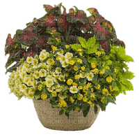 minou-flower in pot-blomma i  kruka-fiori in vaso-fleur dans un pot