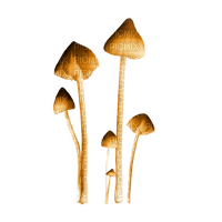 autumn deco kikkapink png orange mushroom - gratis png