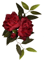 ruža - бесплатно png
