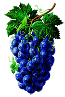 Y.A.M._Summer grapes decor - png gratis