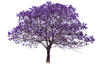 Arbre.Tree.Spring.Violet.Victoriabea