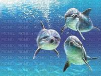 dauphins - png ฟรี