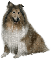 lassie - besplatni png