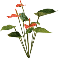 Flores Anturios - bezmaksas png