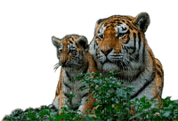 tiger  by nataliplus - δωρεάν png