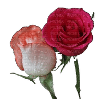 dos rosas - PNG gratuit