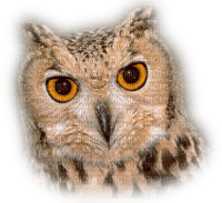 Owl - безплатен png