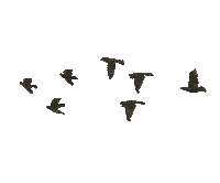Pájaros - Ingyenes animált GIF