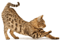 chat bengal - Free PNG