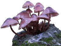 mushrooms - Δωρεάν κινούμενο GIF