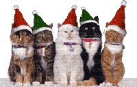 Kaz_Creations Animals Animated Christmas Cats Kittens - Animovaný GIF zadarmo