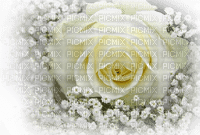 fleur blanche - besplatni png