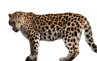 Kaz_Creations Leopard - ücretsiz png