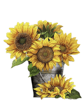 sunflowers - darmowe png