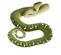 Kaz_Creations Snake - gratis png
