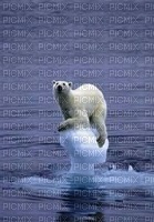 ours polaire - PNG gratuit