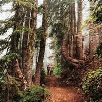 Rena Forest Hintergrund Landschaft - zdarma png