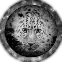 snow leopard bp - png ฟรี