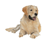charmille _ chien - zadarmo png