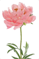 Pfingstrose, Blume - Gratis geanimeerde GIF