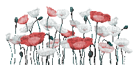 soave deco flowers poppy border  pink teal - 無料のアニメーション GIF