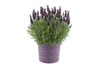 lavender lavendel lavande flower fleur blossom blumen deco tube spring printemps fleurs - png gratuito