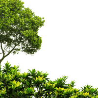 loly33 frame arbre - 無料png