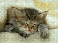 chat endormi - PNG gratuit