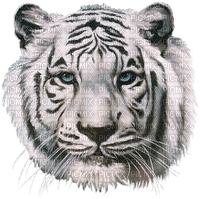 tigre blanc - δωρεάν png