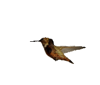 Птица - Zdarma animovaný GIF