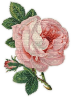 Vintage Rose mit Knospe
