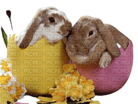 maj lapins - 免费PNG