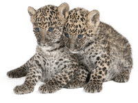 Kaz_Creations Leopards - zadarmo png