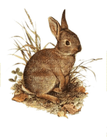 Hase im Gras, Ostern, Vintage - 無料png