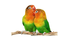 Kaz_Creations Birds Bird Parrots - безплатен png