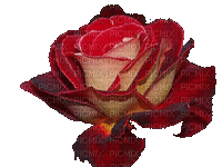 rose rouge - Bezmaksas animēts GIF