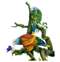 parrots birds - Darmowy animowany GIF