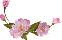 Cherry Blossom Pink - darmowe png