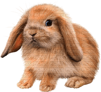 Kaz_Creations Rabbit - безплатен png