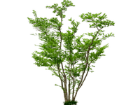 Дерево - png gratis