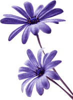 Flower Violet - Bogusia - gratis png
