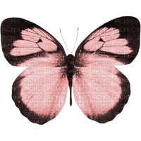 dark-pink butterfly - 免费PNG