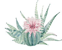 cactus Bb2 - бесплатно png