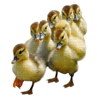 Kaz_Creations Ducks-Birds - Free PNG