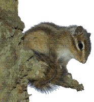 écureuil - Kostenlose animierte GIFs
