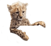 cheetah bp - png ฟรี
